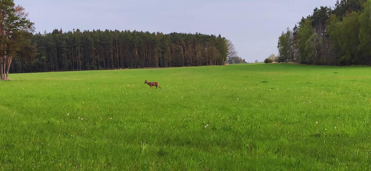 Chata Mareček - v lesní osadě u řeky Lužnice Skalice Exteriér fotografie